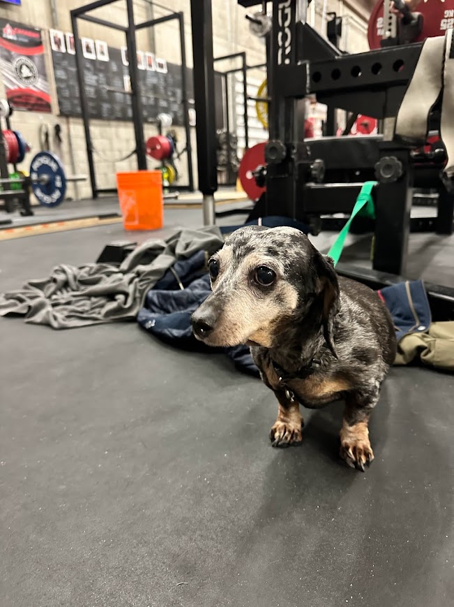 A small, friendly weiner dog inside the gym, adding a touch of charm and companionship to the workout environment.